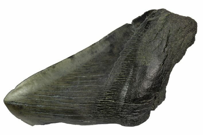 Partial Fossil Megalodon Tooth #123317